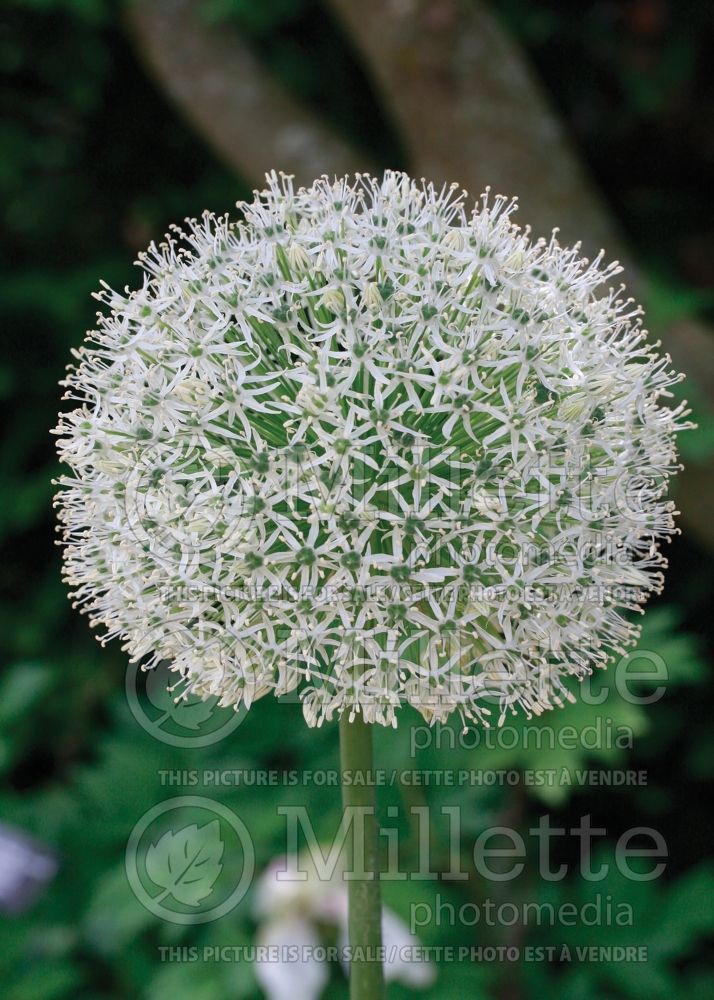 Allium Mount Everest (Garlic) 3 