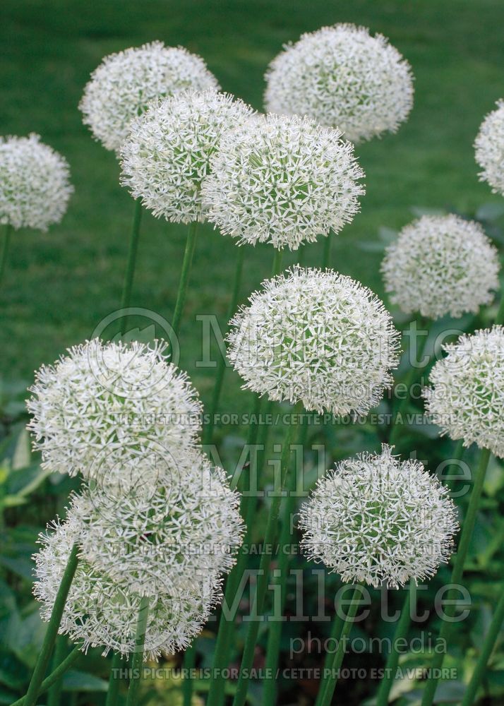 Allium Mount Everest (Garlic) 4 