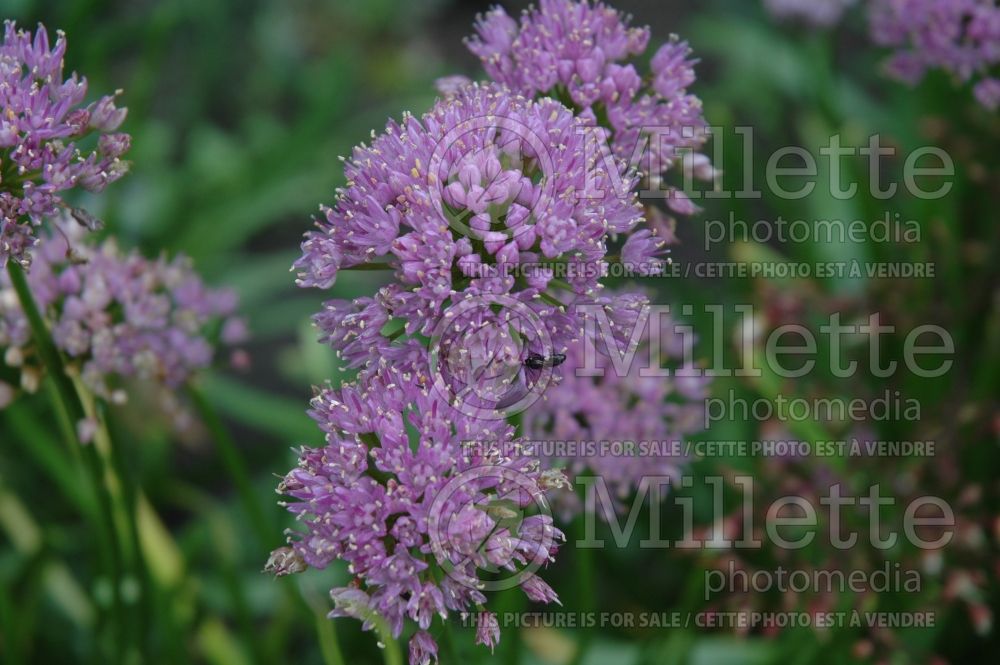 Allium Summer Beauty (Ornamental Onion) 3 