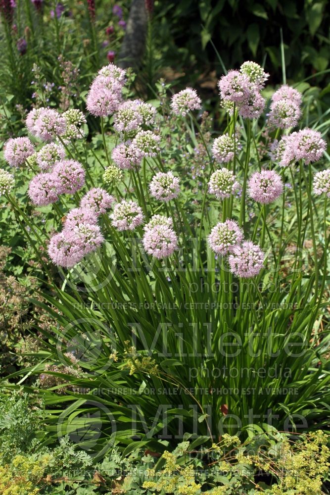 Allium Summer Beauty (Ornamental Onion) 4 