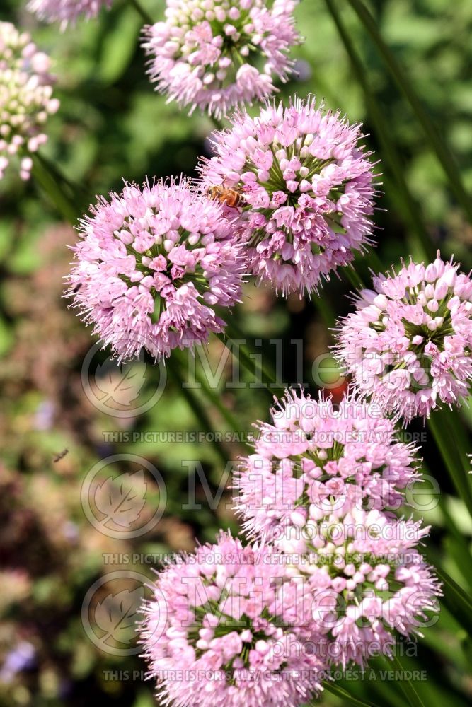 Allium Summer Beauty (Ornamental Onion) 5 