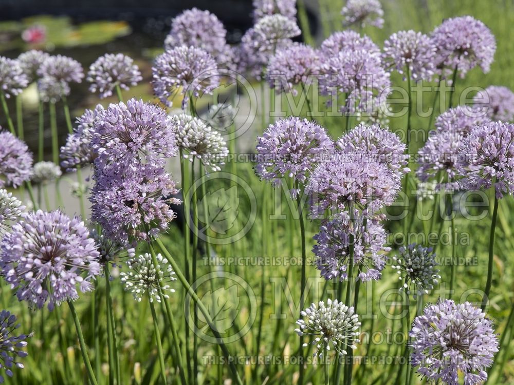 Allium tanguticum (Ornamental Onion) 1 