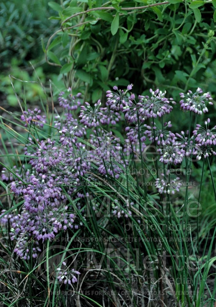 Allium Ozawa (Ornamental Onion) 1 