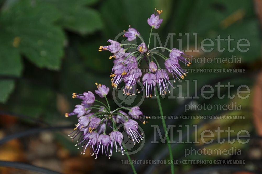 Allium Ozawa (Ornamental Onion) 2 