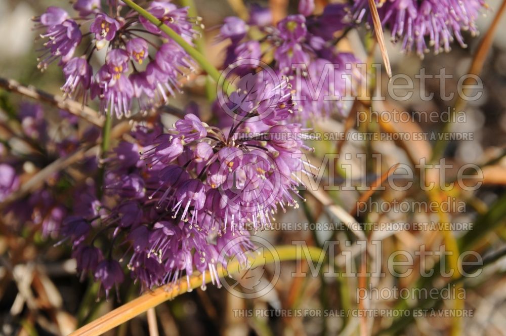 Allium Ozawa (Ornamental Onion) 3 