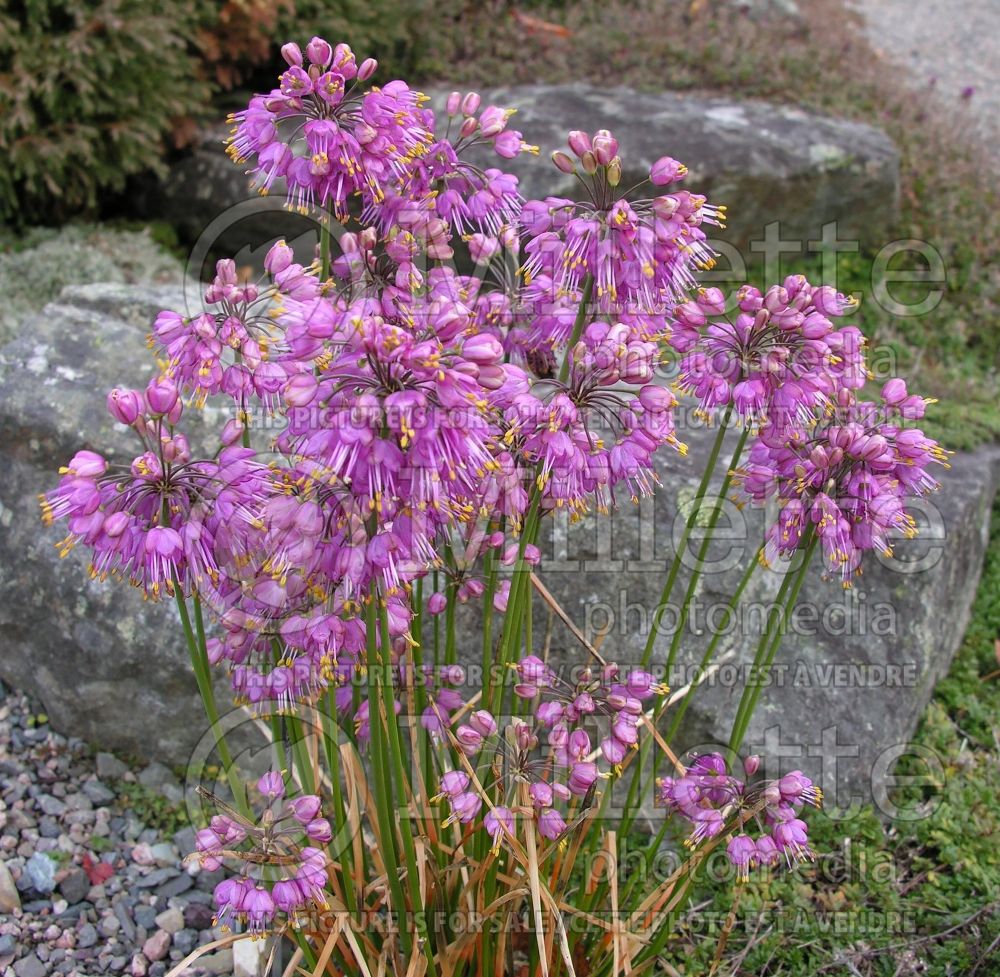 Allium Ozawa (Ornamental Onion) 6 