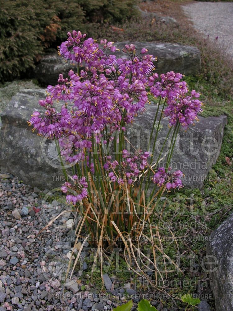 Allium Ozawa (Ornamental Onion) 7 