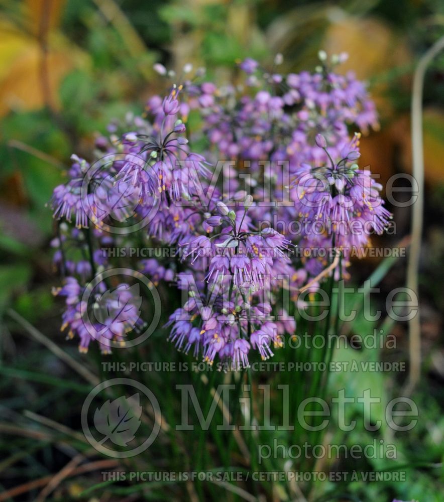 Allium Ozawa (Ornamental Onion) 9 