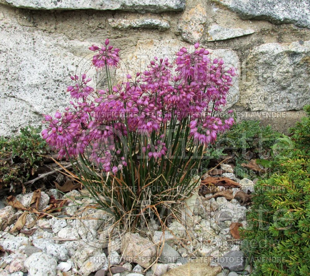 Allium Ozawa (Ornamental Onion) 10 