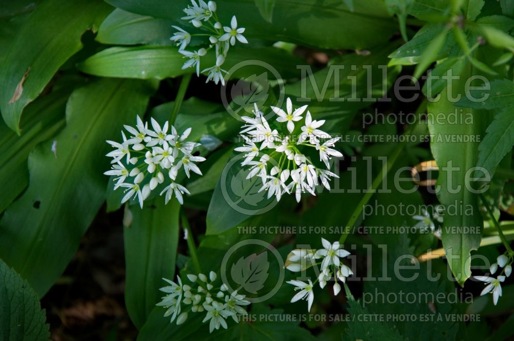Allium ursinum (wild garlic, ramsons, buckrams, broad-leaved garlic, wood garlic, bear leek or bear's garlic) 5 