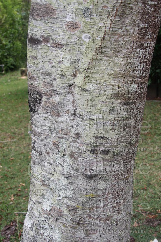 Alnus acuminata - bark (Alder) 1 