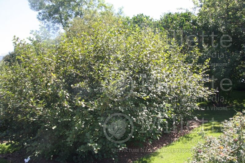 Alnus crispa (Green Alder) 1