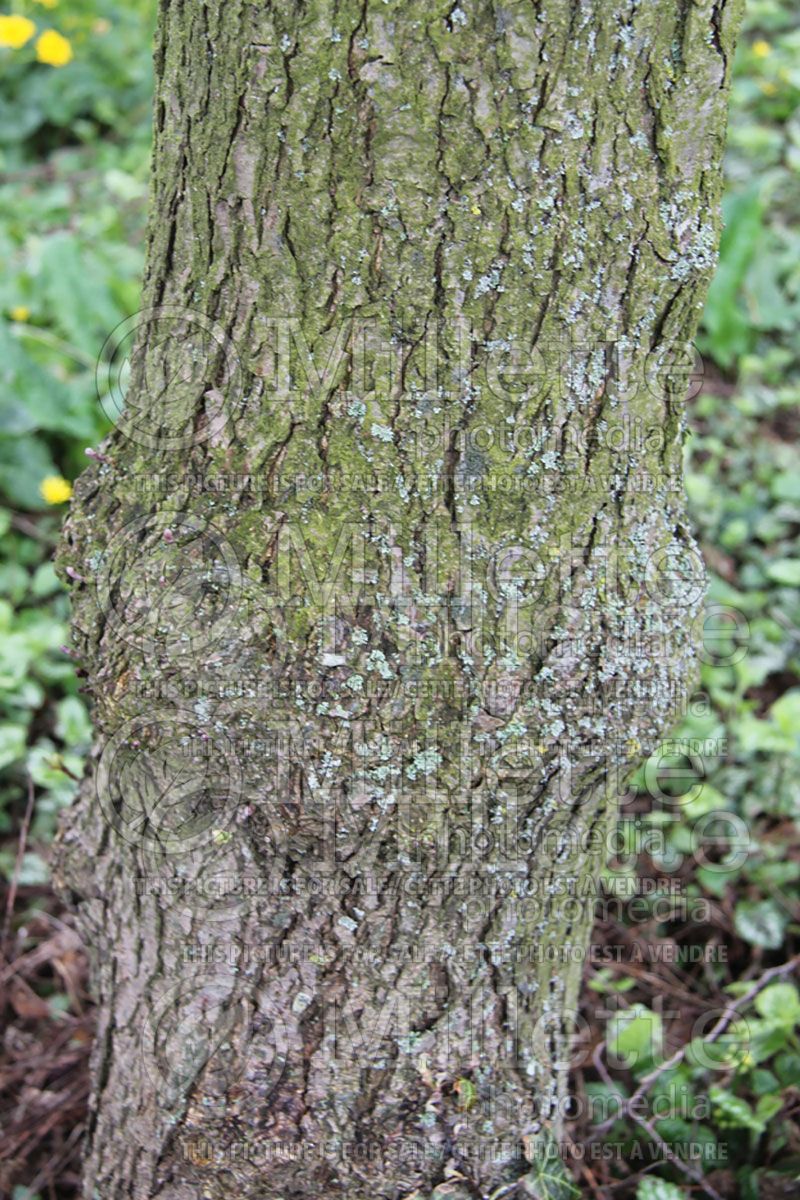 Alnus Imperialis - bark (Cutleaf Alder)  1