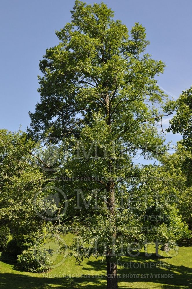 Alnus glutinosa (Black Alder) 1