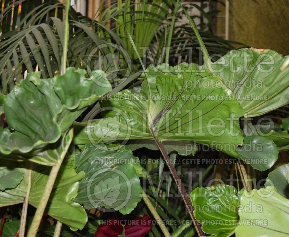 Alocasia Stingray (Alocasia elephant ear taro) 3  