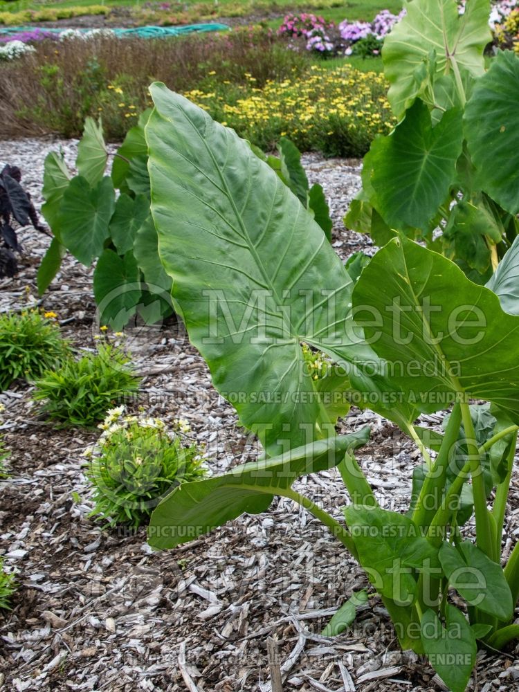 Alocasia Borneo Giant (Alocasia elephant ear taro) 1  