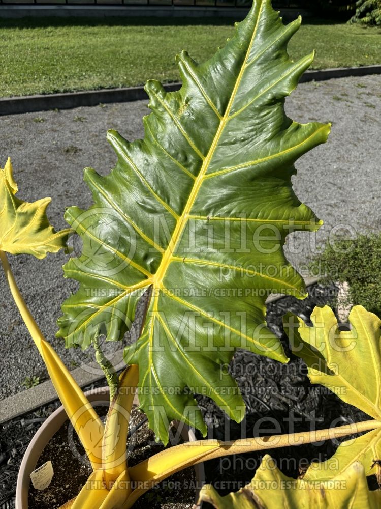 Alocasia Golden Dragon (Alocasia elephant ear taro) 4  