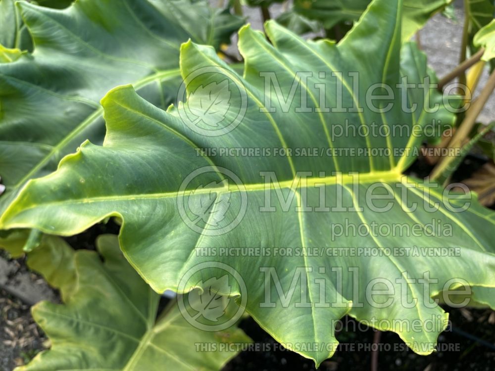 Alocasia Golden Dragon (Alocasia elephant ear taro) 1  