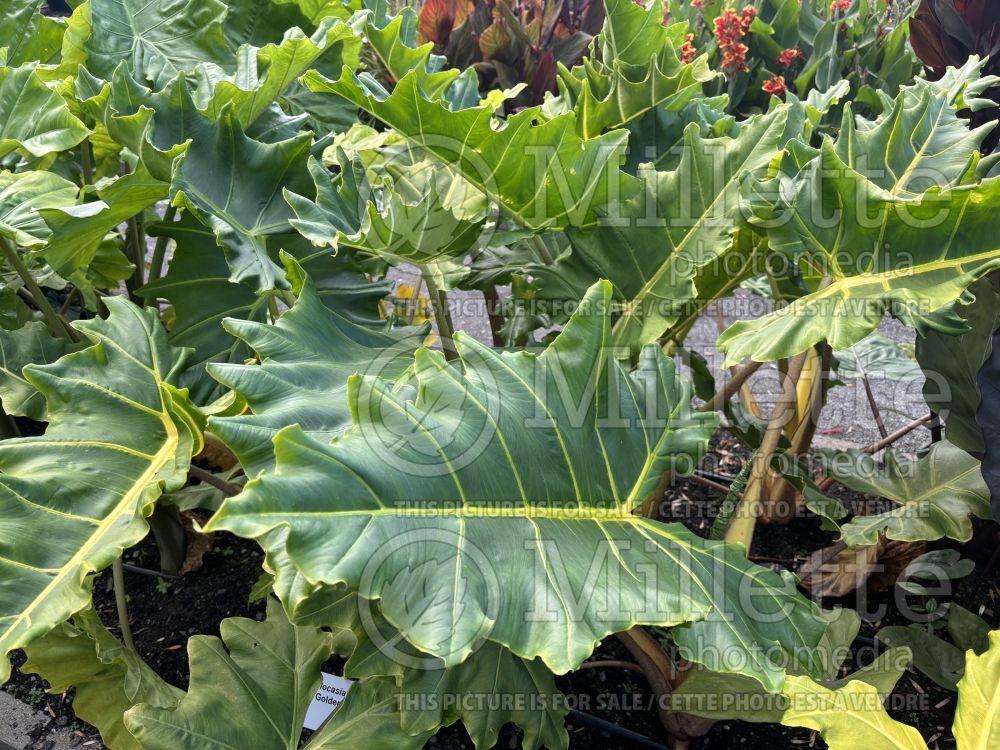 Alocasia Golden Dragon (Alocasia elephant ear taro) 2  