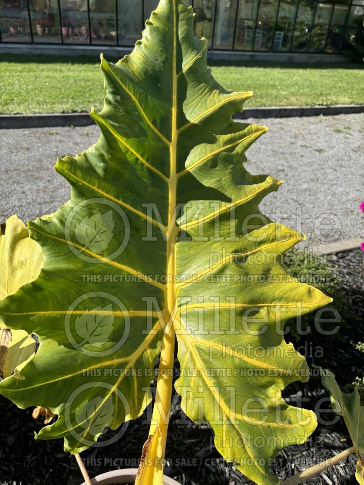 Alocasia Golden Dragon (Alocasia elephant ear taro) 3  