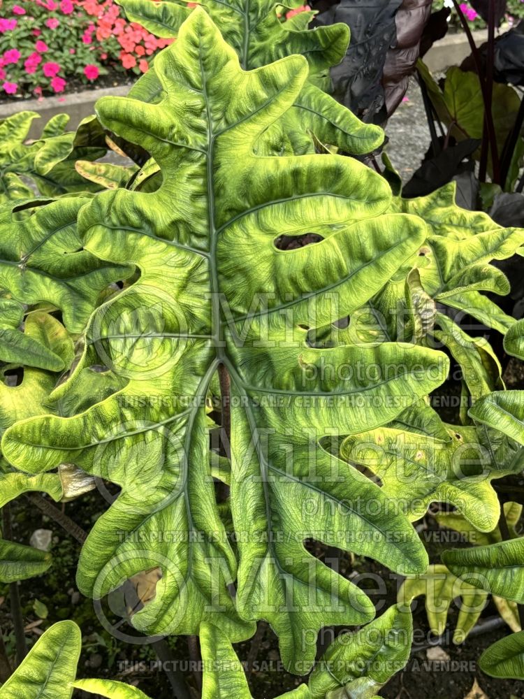 Alocasia Jacklyn (Elephant Ear, Taro) 1