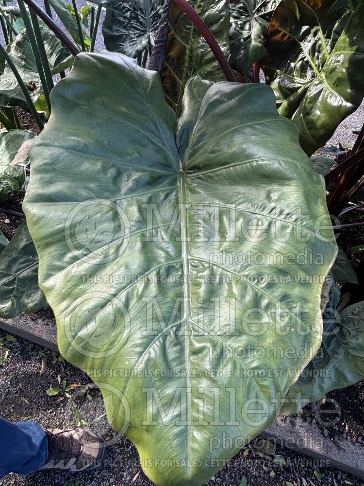 Alocasia Metallica (Alocasia elephant ear taro) 1 