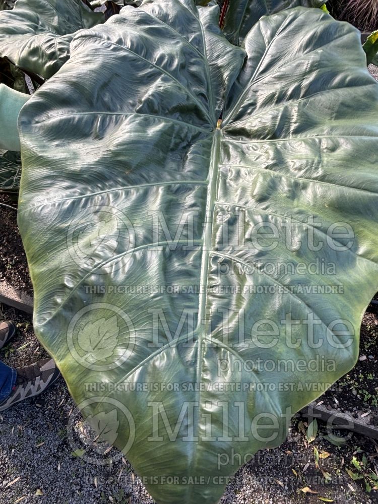 Alocasia Metallica (Alocasia elephant ear taro) 2 