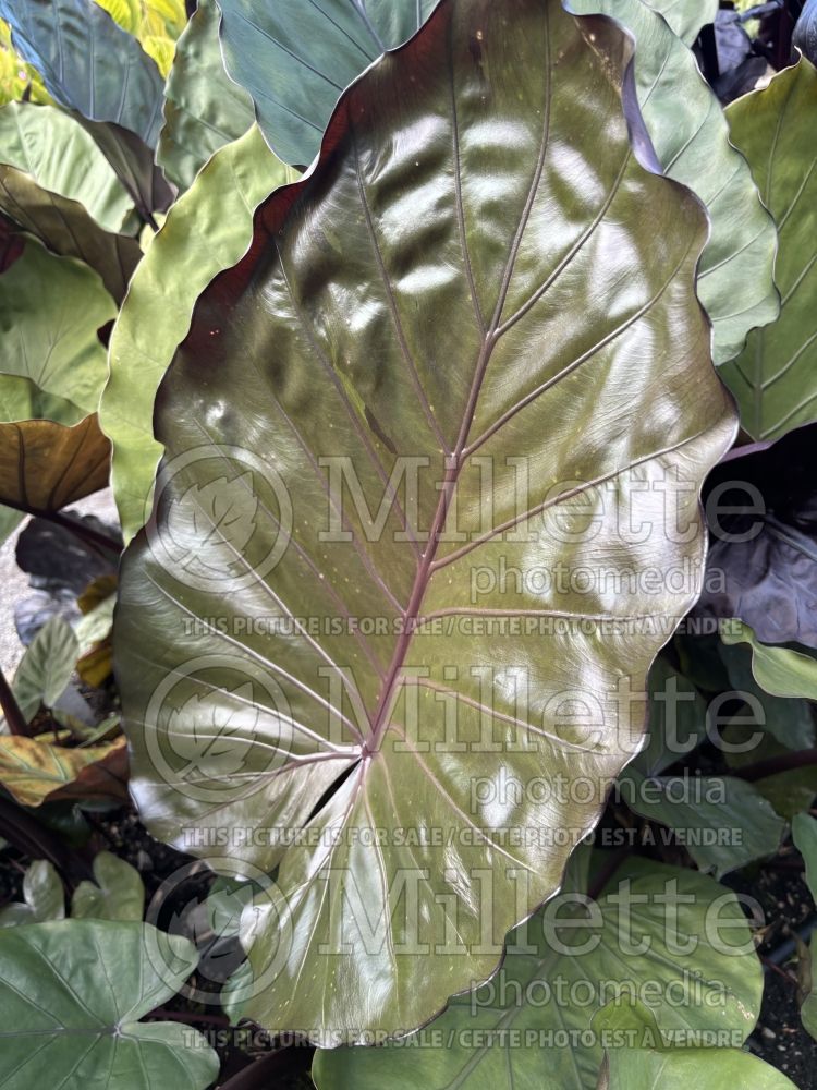 Alocasia Melino (Alocasia elephant ear taro) 1  