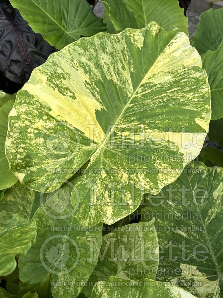 Alocasia Yellow Variegata (Alocasia elephant ear taro) 1  