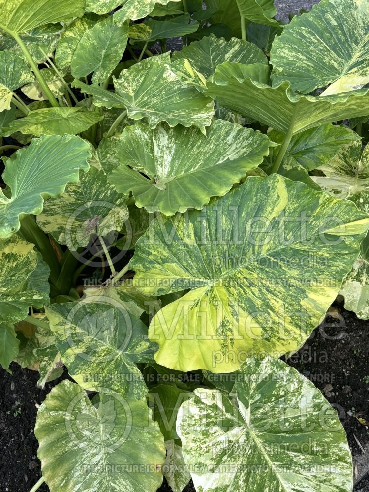 Alocasia Yellow Variegata (Alocasia elephant ear taro) 2  