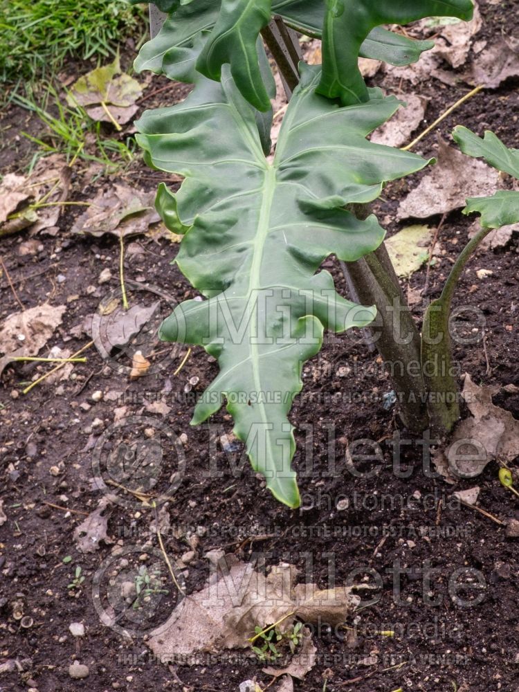 Alocasia Malaysian Monster (Alocasia elephant ear taro) 1  