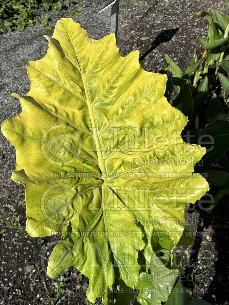 Alocasia Portora (Alocasia elephant ear taro) 4 