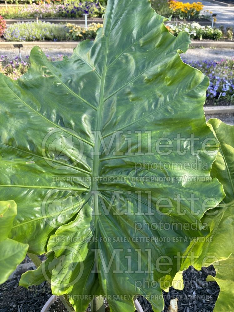 Alocasia Portora (Alocasia elephant ear taro) 3 