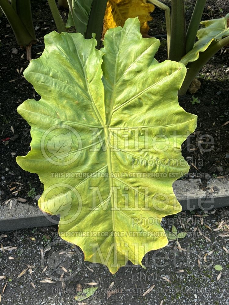 Alocasia Portora (Alocasia elephant ear taro) 2 