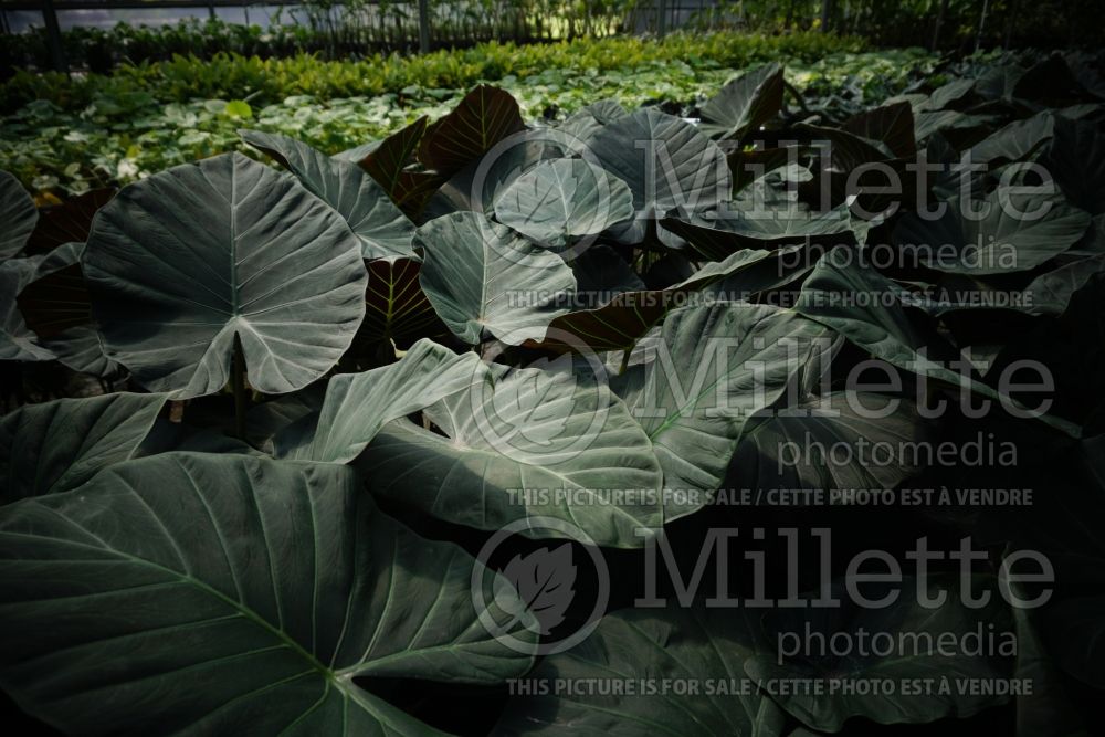 Alocasia Regal Shields (Alocasia elephant ear taro) 2  