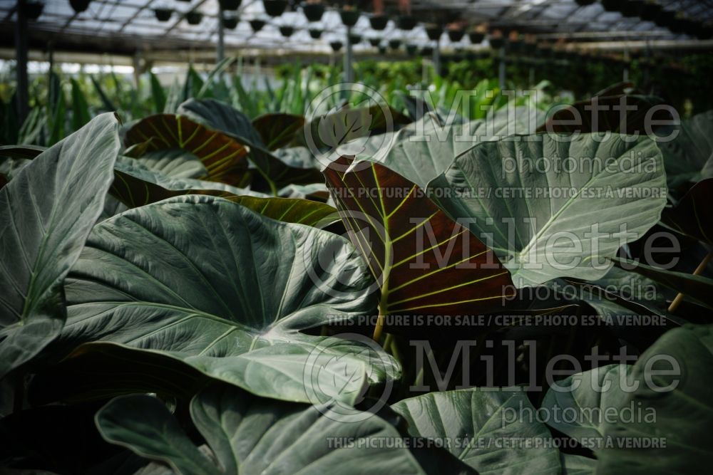 Alocasia Regal Shields (Alocasia elephant ear taro) 3  