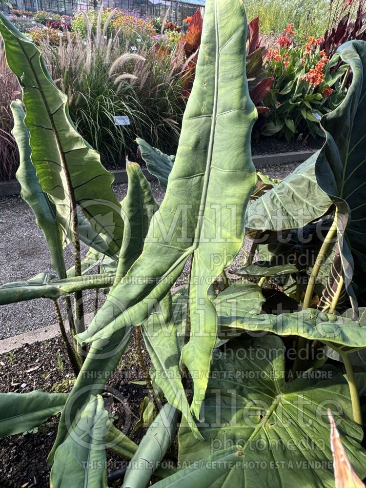 Alocasia Tigrina (Alocasia elephant ear taro) 1 