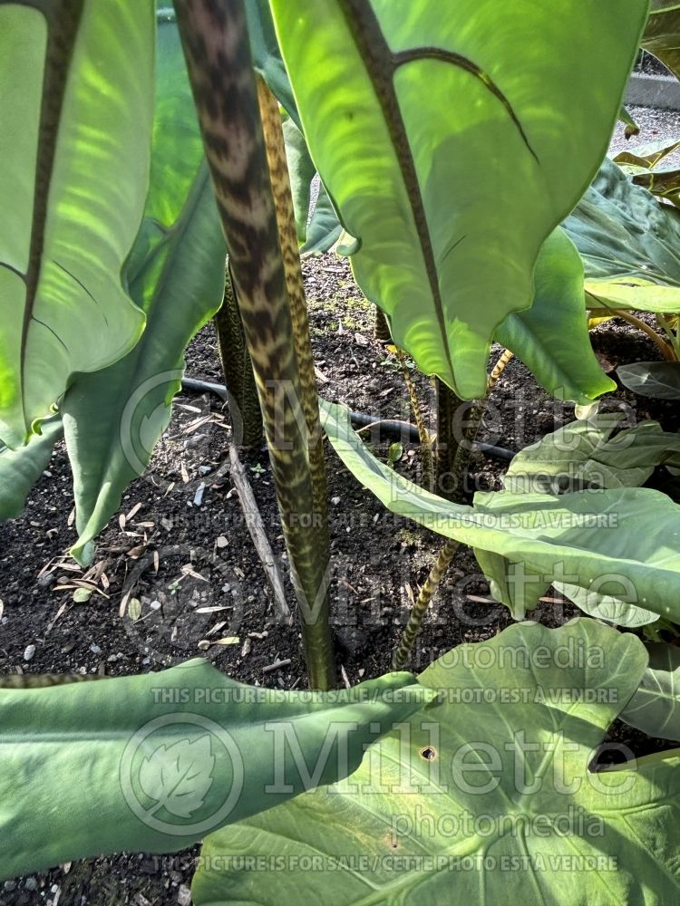 Alocasia Tigrina (Alocasia elephant ear taro) 2 