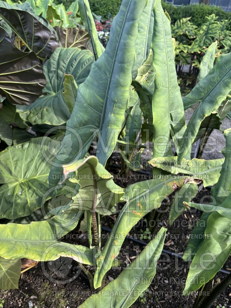 Alocasia Tigrina (Alocasia elephant ear taro) 3 