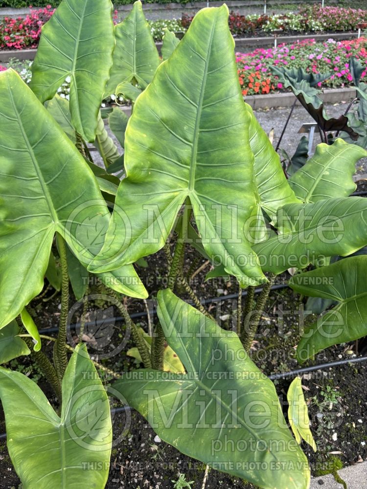 Alocasia Zebrina (Alocasia elephant ear taro) 3  