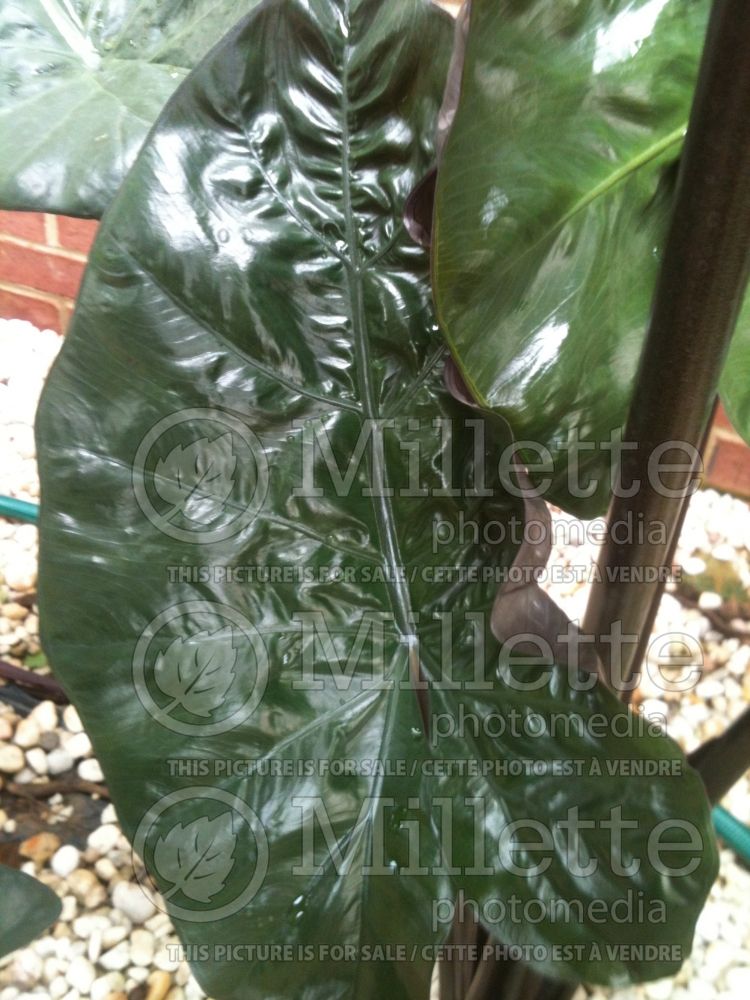 Alocasia Black Stem (Alocasia elephant ear taro) 2  