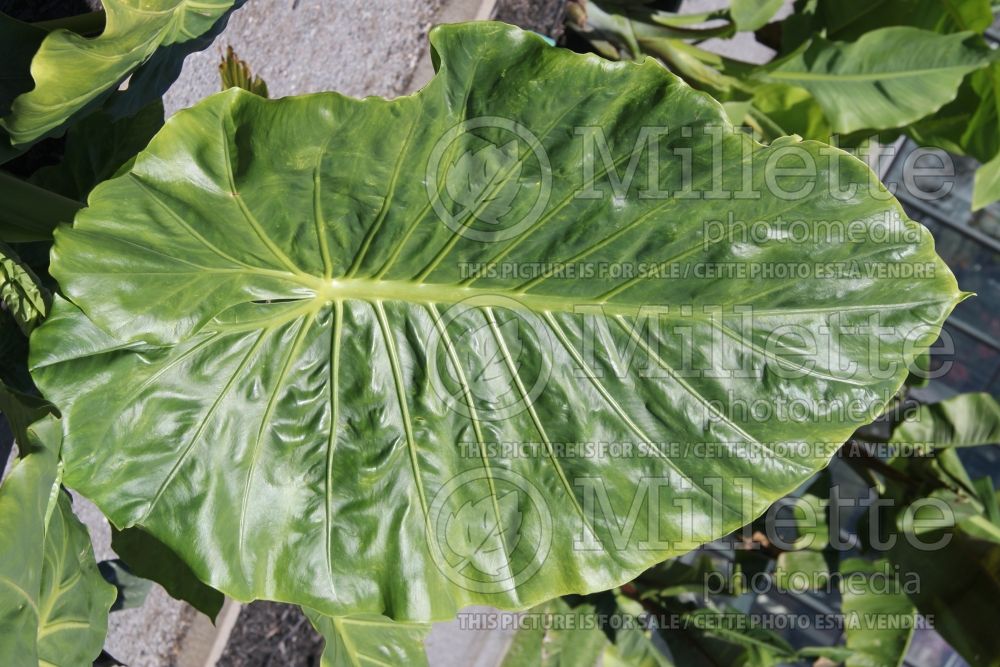 Alocasia calidora (Alocasia elephant ear taro) 1 