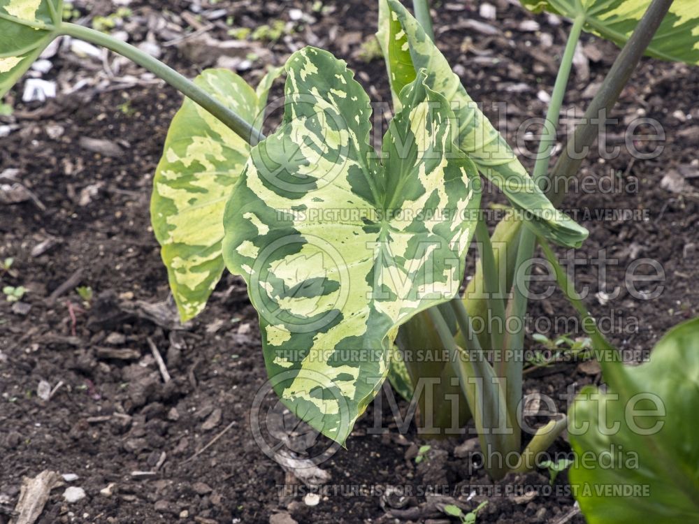 Alocasia Hilo Beauty (Alocasia elephant ear taro) 1  