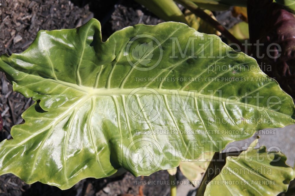 Alocasia Yucatan Princess (Alocasia elephant ear taro) 2 