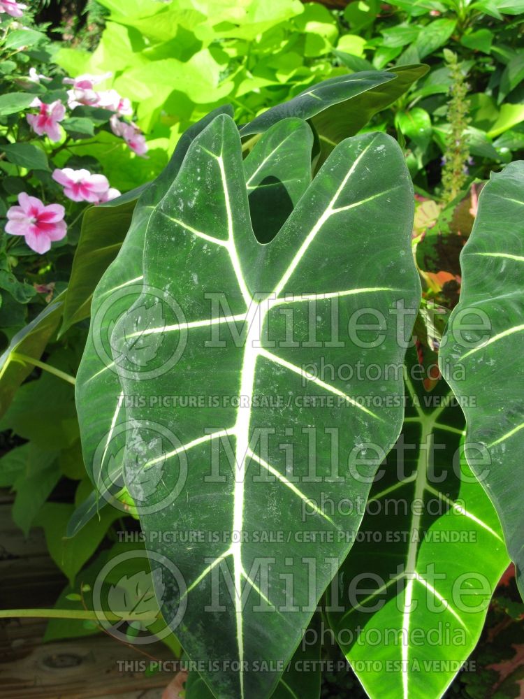 Alocasia Frydek (Alocasia elephant ear taro) 1  