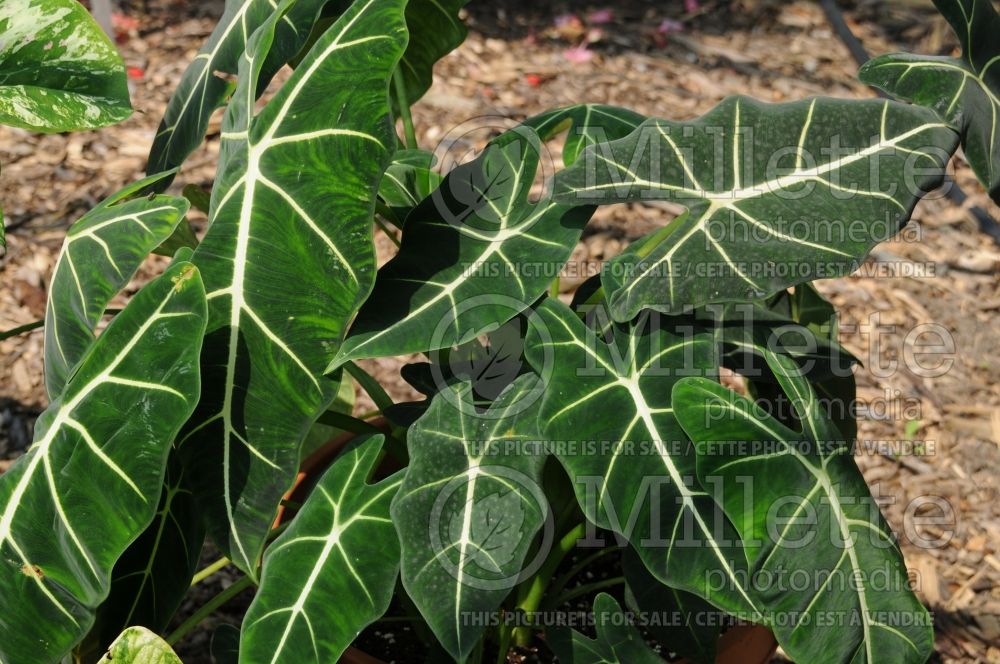 Alocasia Frydek (Alocasia elephant ear taro) 2  