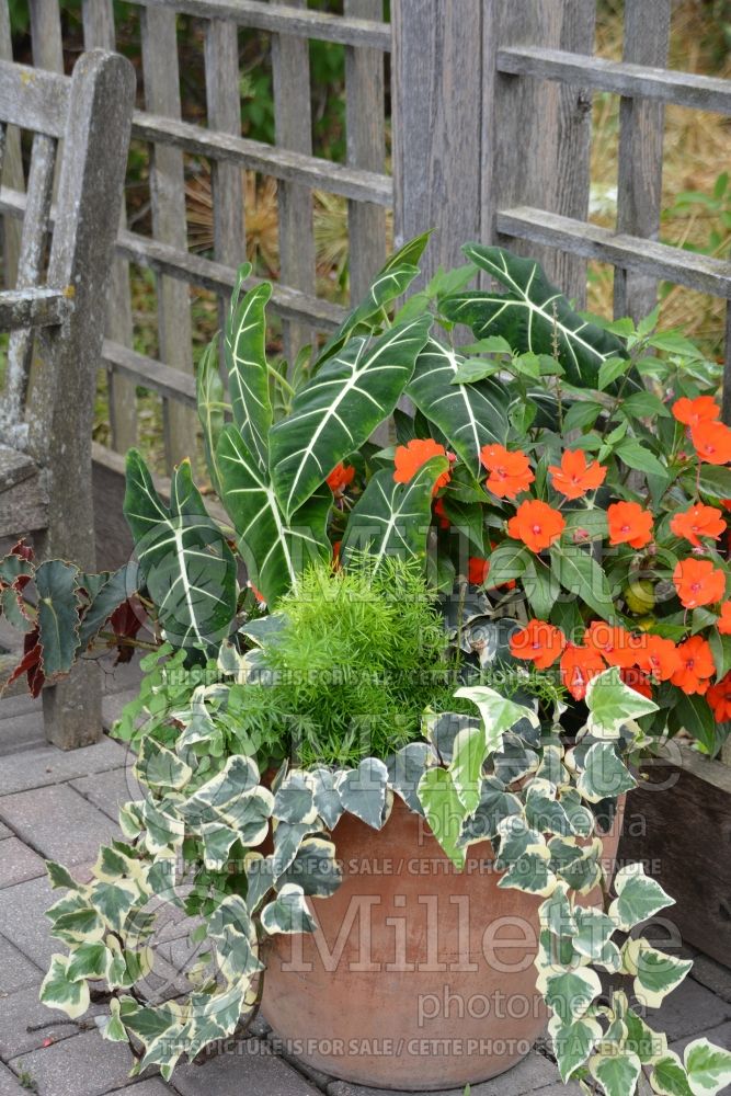 Alocasia Frydek (Alocasia elephant ear taro) 4  