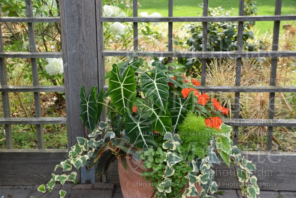 Alocasia Frydek (Alocasia elephant ear taro) 3  