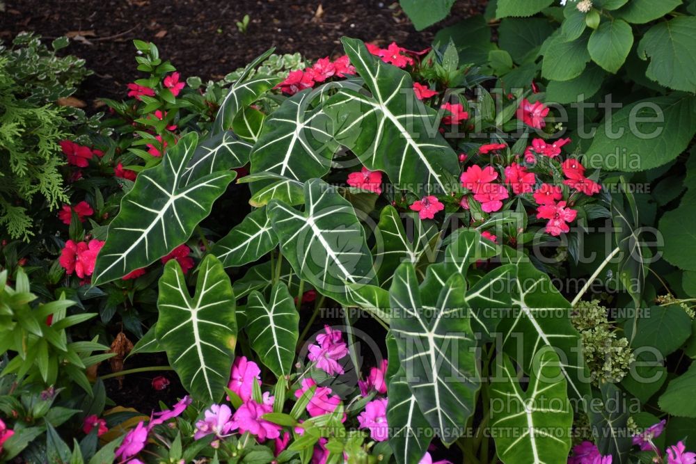 Alocasia Frydek (Alocasia elephant ear taro) 5  