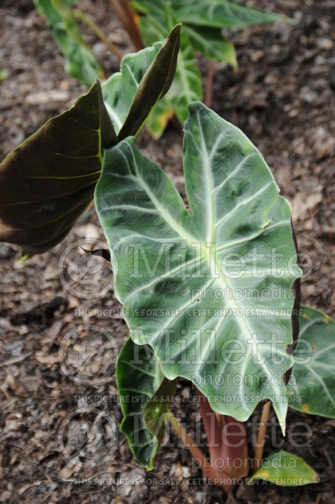 Alocasia Morocco (Alocasia elephant ear taro) 2  